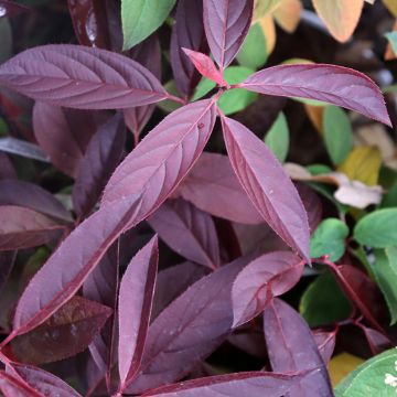 Itea virginica Henry's Garnet