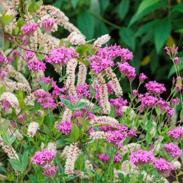 Itea virginica - Itea de Virginia