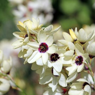 Ixia Hogarth Ixia Hogarth