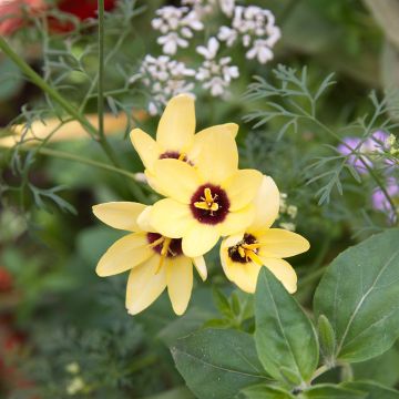 Ixia Yellow Emperor