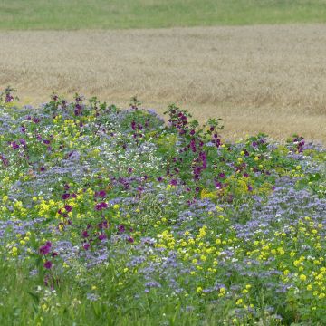 Barbecho melífero Tübinger