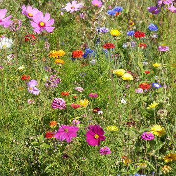 Barbecho de flores cortas Belle France