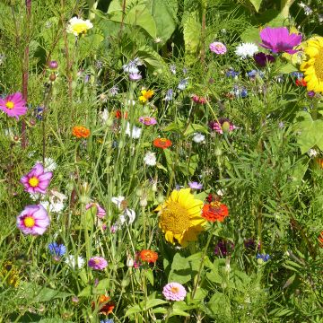 Barbecho de flores para Abejas y Polinizadores - Origen Francia