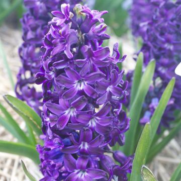 Jacinto Blue Magic - Jacinto fragante