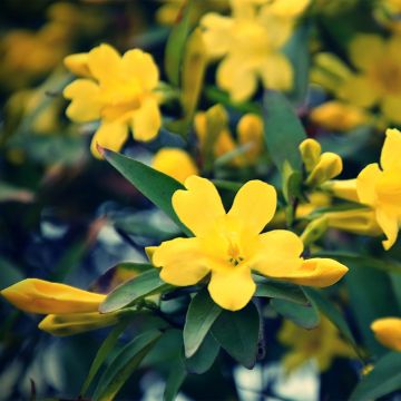 Jazmín italiano - Jasminum humile Revolutum