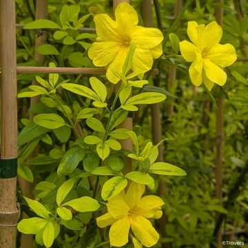 Jazmín de primavera Goldtouch - Jasminum mesnyi 