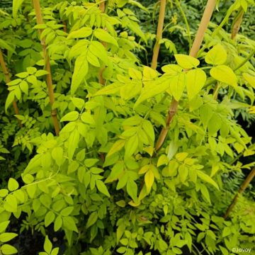 Jasminum officinale Sunbeam - Jazmín común