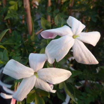 Jazmín real - Jasminum grandiflorum