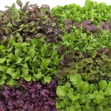 Brotes jóvenes en mezcla Bio - Ferme de Sainte Marthe