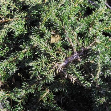Juniperus communis Green Carpet - Enebro común