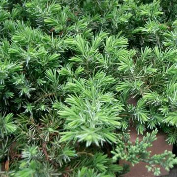 Juniperus conferta Blue Pacific - Enebro