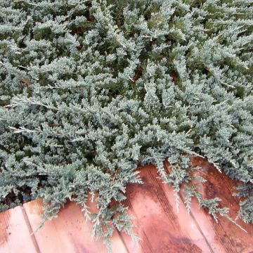 Juniperus horizontalis Blue Chip - Enebro rastrero