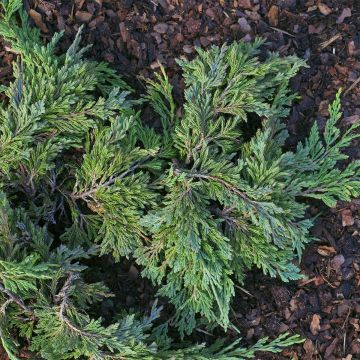 Juniperus horizontalis Jade River - Enebro rastrero