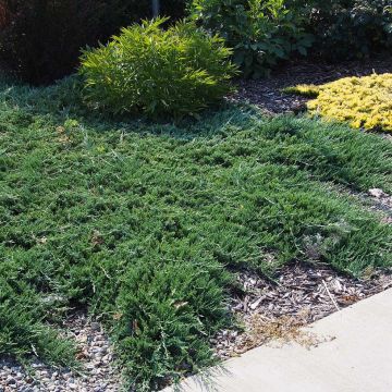 Juniperus horizontalis Wiltonii - Enebro rastrero