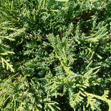 Juniperus pfitzeriana Compacta - Enebro híbrido