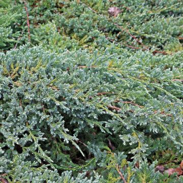 Juniperus squamata Blue Swede - Enebro escamoso