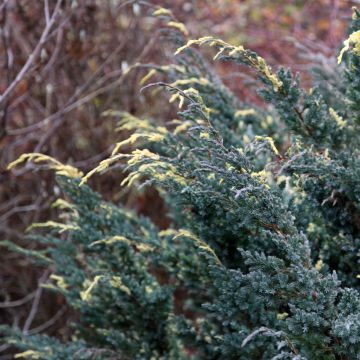 Juniperus squamata Golden Flame - Enebro escamoso