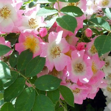 Rosal Kew Rambler - Rosal liana