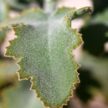 Kalanchoe beharensis 'Oak Leaf'