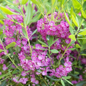 Kalmia angustifolia Rubra - Laurel de montaña