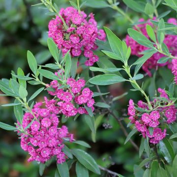 Kalmia angustifolia Rubra - Laurel de montaña
