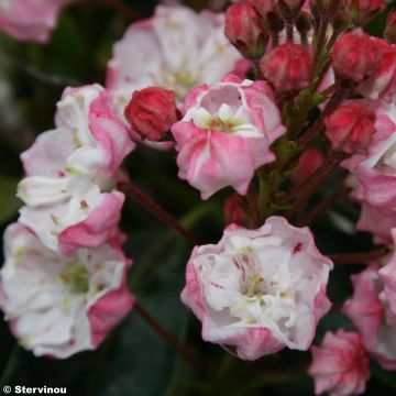 Kalmia latifolia Madeline