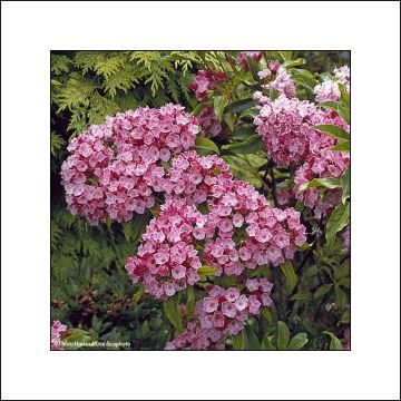 Kalmia latifolia Otsbo Red