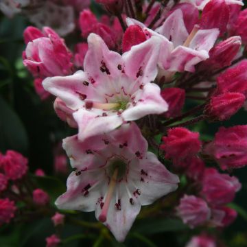 Kalmia latifolia Otsbo Red