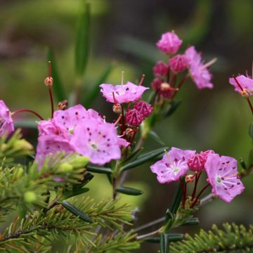 Kalmia polifolia - Laurel de pantano