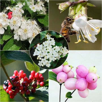 Kit de 5 m de seto ecológico para Pequeños jardines
