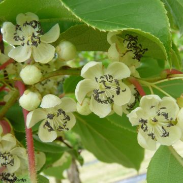 Mini kiwi Nostino - Actinidia arguta