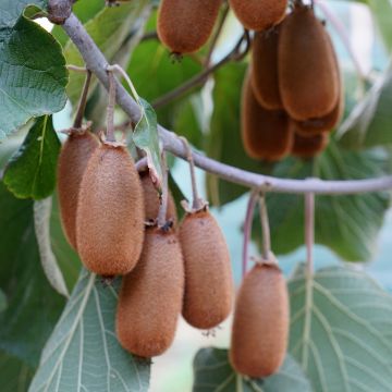 Kiwi Bruno (Hembra) - Actinidia chinensis