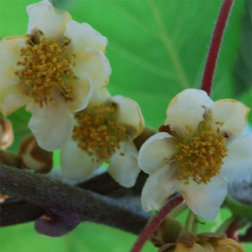 Kiwi Atlas - Actinidia deliciosa