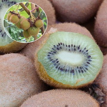 Kiwi Hayward Bio - Actinidia deliciosa