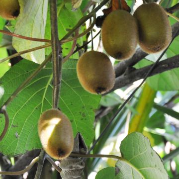 Kiwi Tomuri (Macho) Bio - Actinidia deliciosa