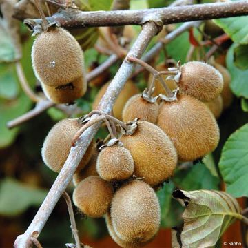 Kiwi Solissimo Bio - Actinidia chinensis
