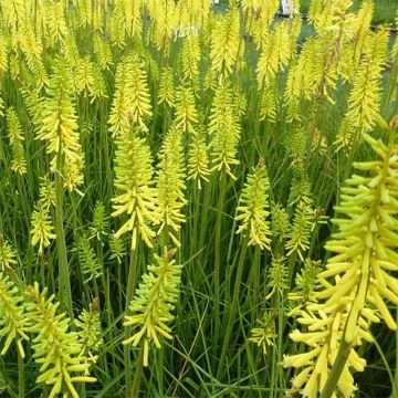 Kniphofia Vanilla
