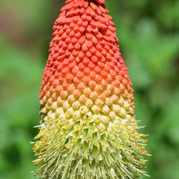 Kniphofia northiae - Lirio antorcha