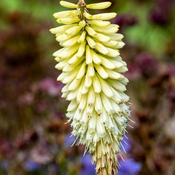 Kniphofia Magical Snow Torch