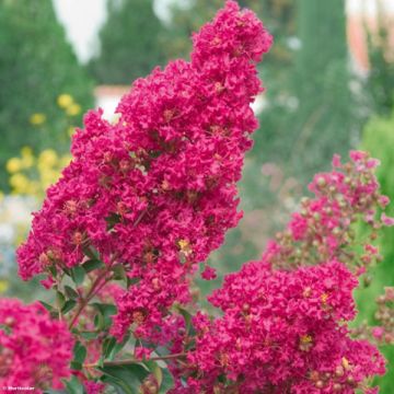 Árbol de Júpiter Summer Charm Tonto - Lagerstroemia indica