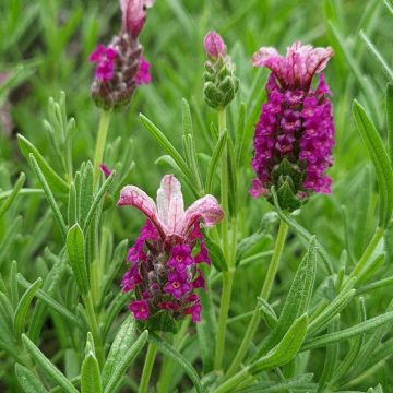 Lavanda stoechas Magical Posy Pink - Cantueso