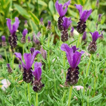 Lavanda stoechas Magical Posy Purple - Cantueso