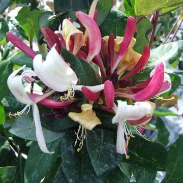 Madreselva de los bosques - Lonicera periclymenum Caprilia Impérial