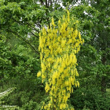 Laburnum anagyroides Yellow Rocket®