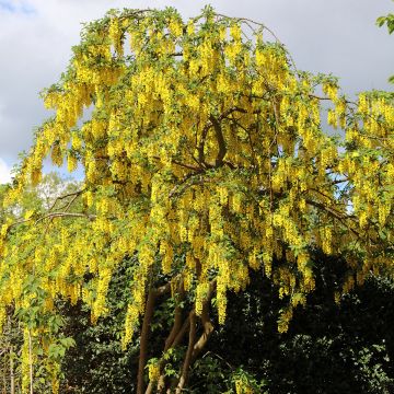 Laburnum anagyroides (semillas) - Laburno