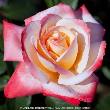 Rosal Laeticia Casta