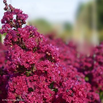Árbol de Júpiter Braise d'Eté - Lagerstroemia indica