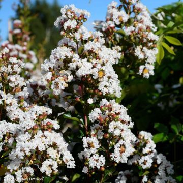 Árbol de Júpiter Neige d'Eté - Lagerstroemia indica