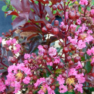 Árbol de Júpiter Rhapsody in PINK - Lagerstroemia indica
