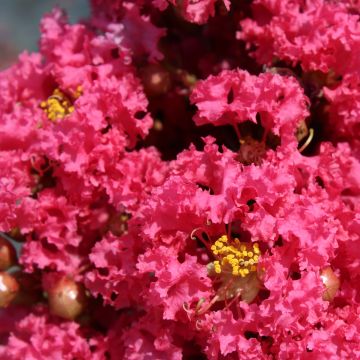 Árbol de Júpiter Grand Cru - Lagerstroemia indica